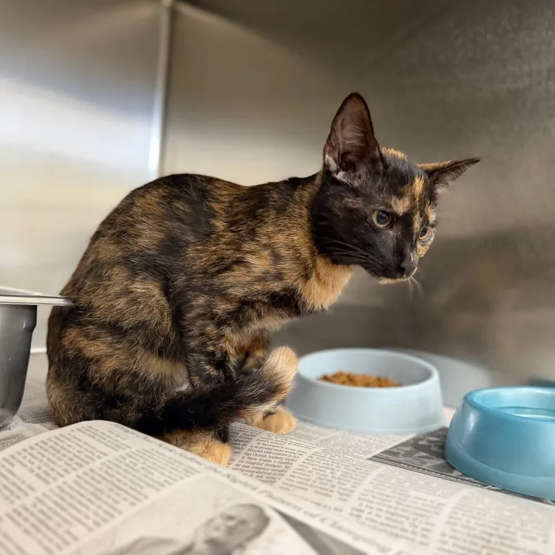 A baby small-sized female Tortoiseshell Domestic Short Hair cat named Dessa for adoption in Auburn, AL