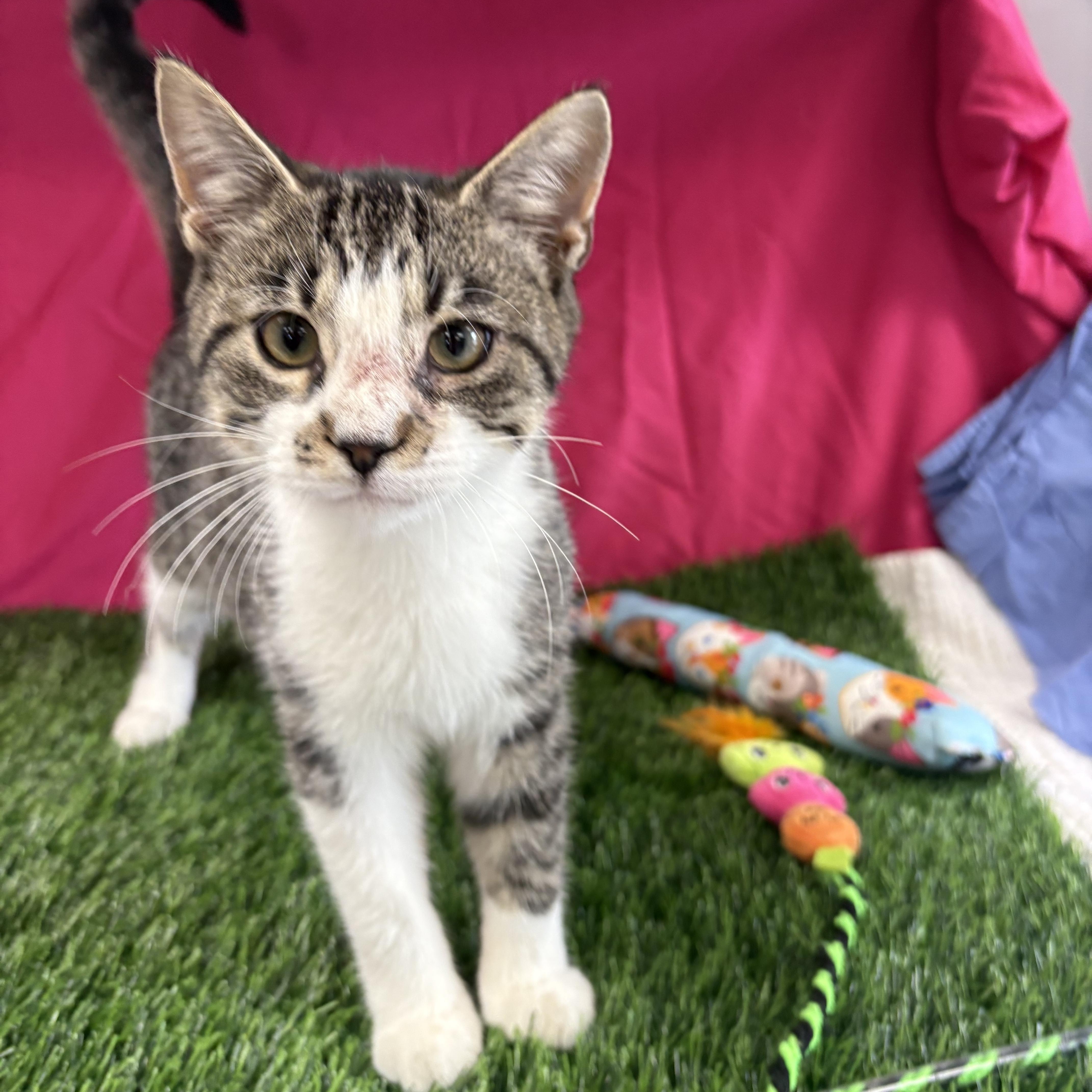A young medium-sized male Tabby (Brown / Chocolate) Domestic Short Hair cat named Kevin for adoption in Bardstown, KY