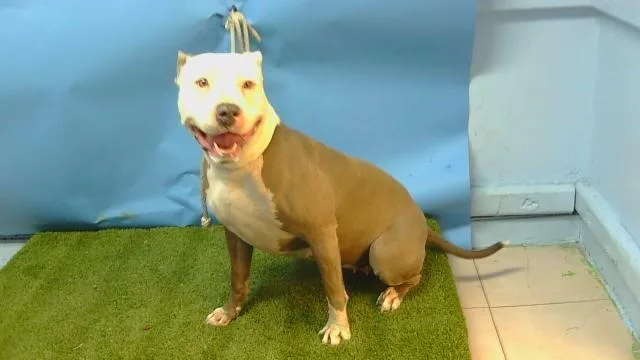 A young large-sized female Pit Bull Terrier dog named Ivy for adoption in Gardena, CA