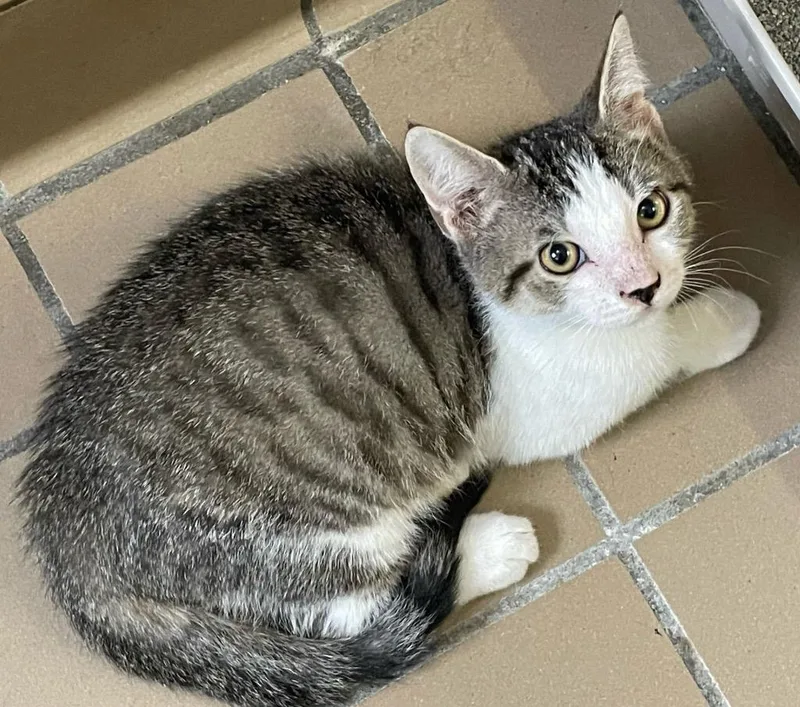 A baby small-sized male Domestic Short Hair cat named Elio for adoption in Westfield, NY
