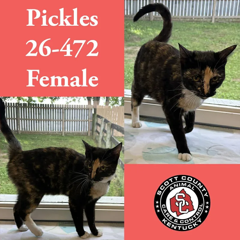 An adult small-sized female Domestic Short Hair cat named Pickles for adoption in Georgetown, KY