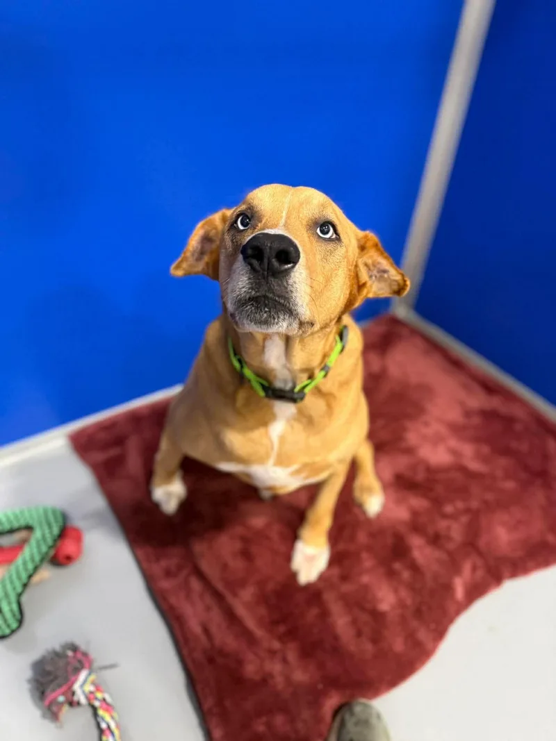 An adult extra large-sized male Yellow / Tan / Blond / Fawn Hound dog named Thaddeus for adoption in Kalamazoo, MI