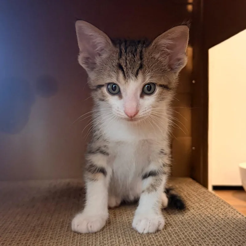 A baby small-sized male Brown / Chocolate Domestic Short Hair cat named Molten Lava Cake for adoption in Austin, TX