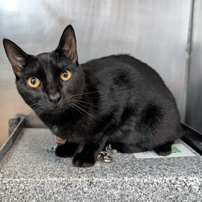 An adult large-sized male Black Domestic Short Hair cat named Baby for adoption in Birdsboro, PA