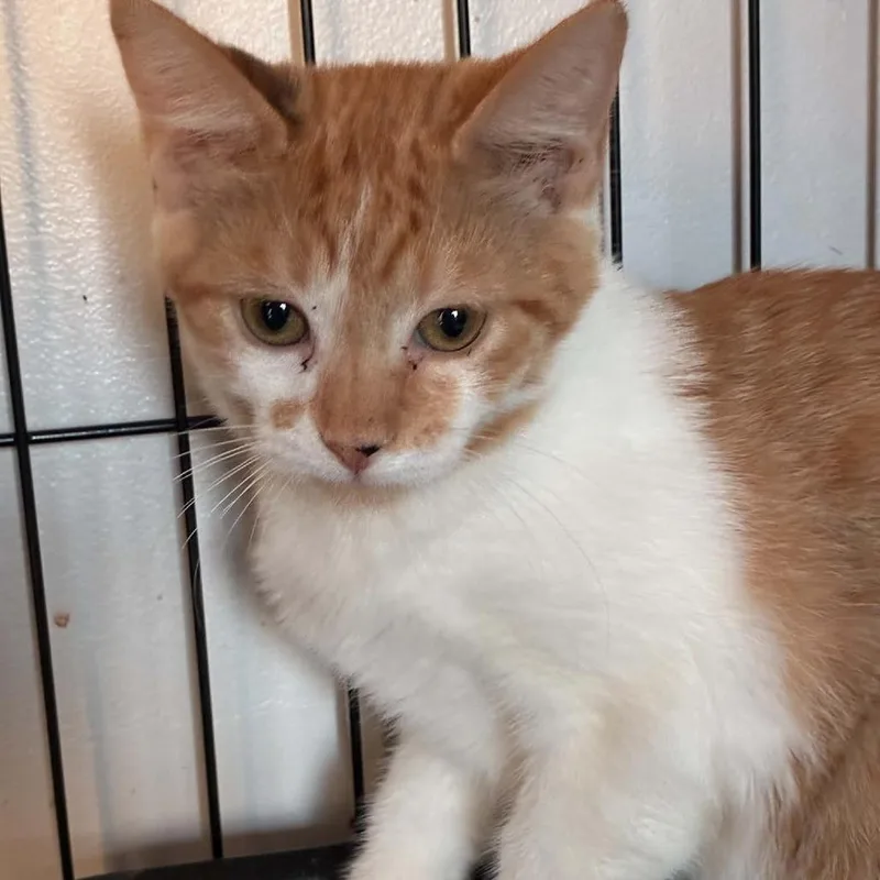 A baby medium-sized male Orange / Red Domestic Short Hair cat named Poppy for adoption in Parkersburg, WV