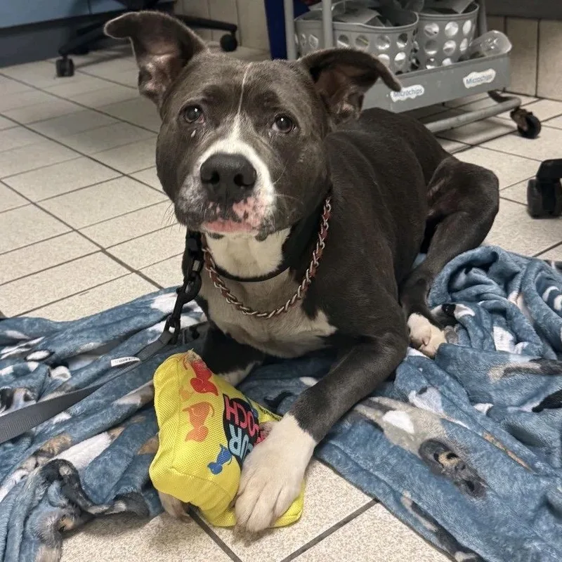 An adult medium-sized male Gray / Blue / Silver Mixed Breed dog named Gladiator for adoption in Charleston, WV
