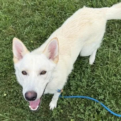 An adult medium-sized male Mixed Breed dog named Merlin for adoption in Fallston, MD