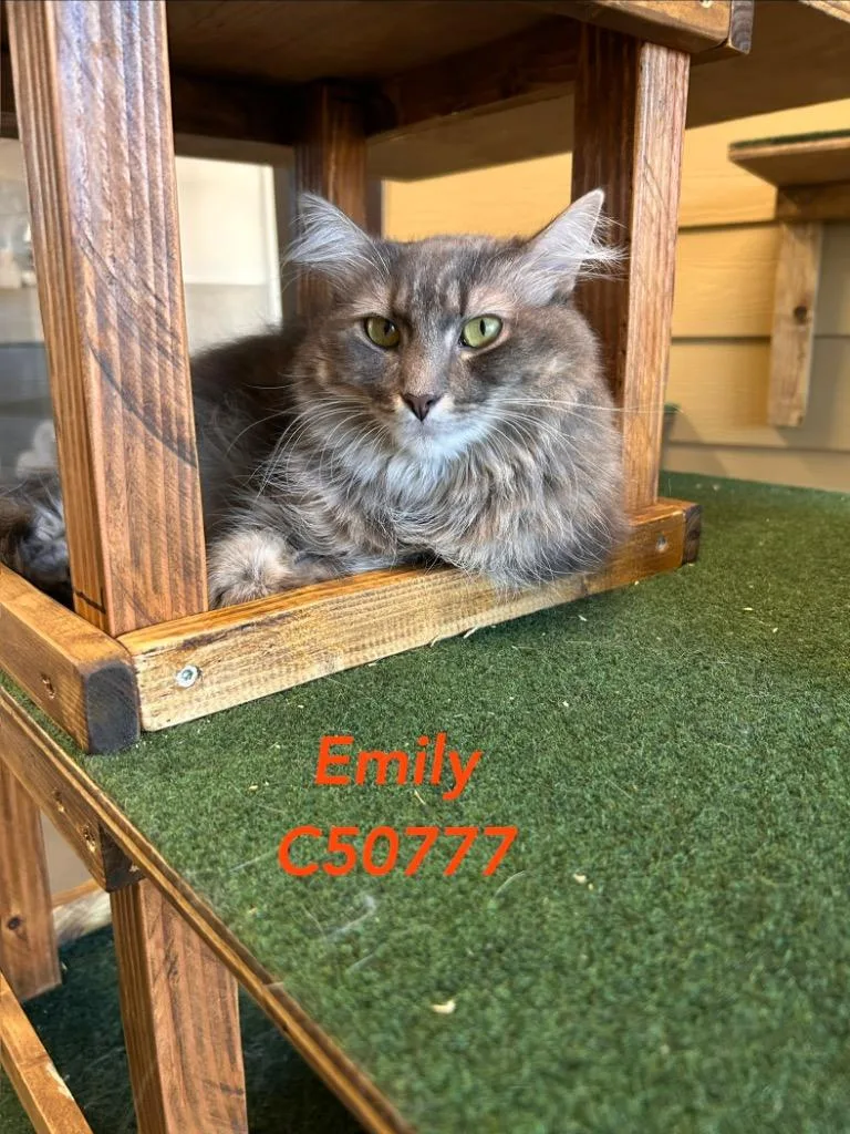 Emily thumbnail 3