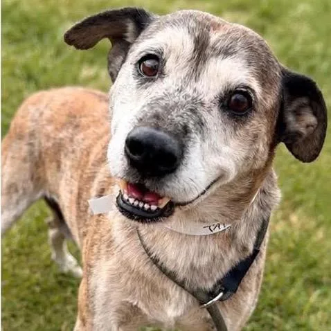 A senior medium-sized male Brindle Terrier dog named Buck for adoption in Hackett, AR