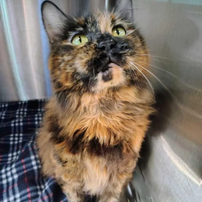 An adult extra large-sized female Orange / Red Domestic Long Hair cat named Coco Poof for adoption in Davenport, IA