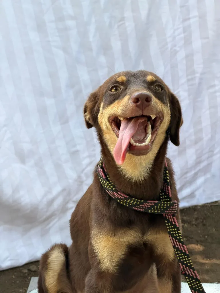 A young medium-sized female Australian Kelpie dog named Caramel for adoption in San Diego, CA