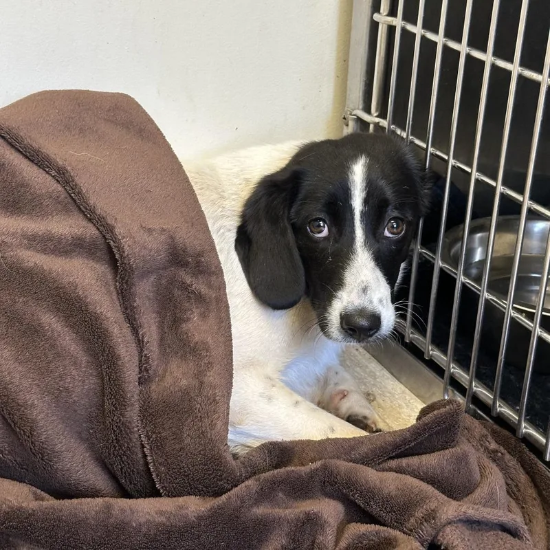 An adult small-sized female Yellow / Tan / Blond / Fawn Mixed Breed dog named Pepe Le Pew for adoption in Red House, WV