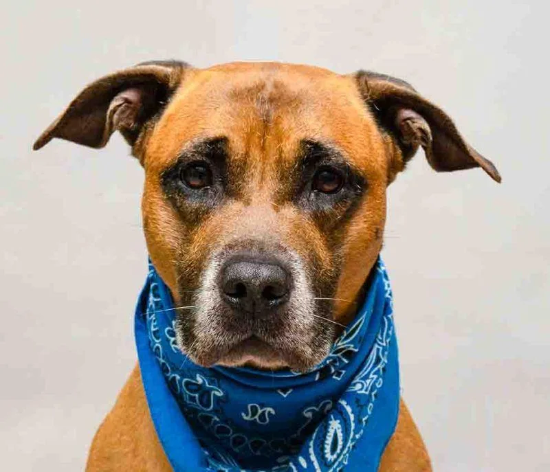 An adult large-sized male Brown / Chocolate Black Mouth Cur dog named Max for adoption in Sanford, FL