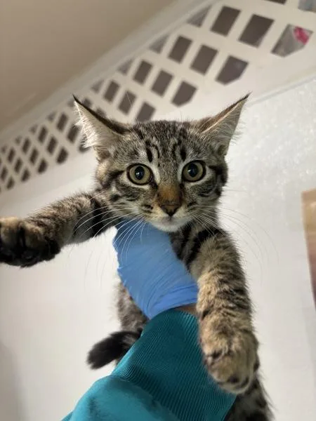 A baby small-sized female Domestic Short Hair cat named Havarti for adoption in Sherwood, OR