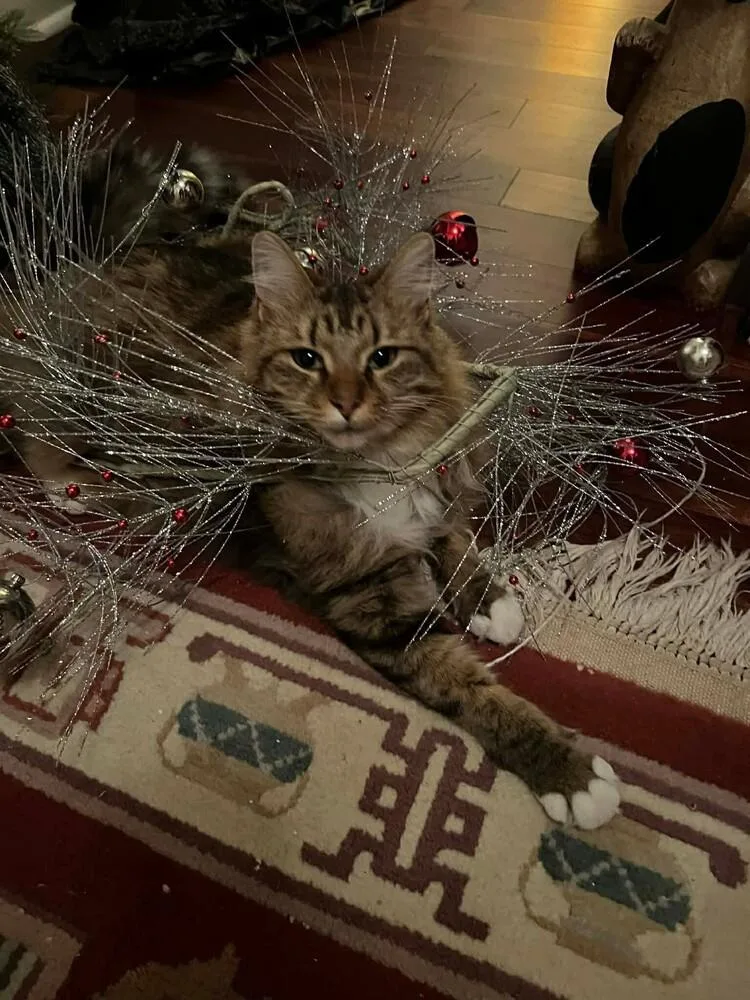 An adult small-sized female Domestic Long Hair cat named Tiggy for adoption in WARNER ROBINS, GA