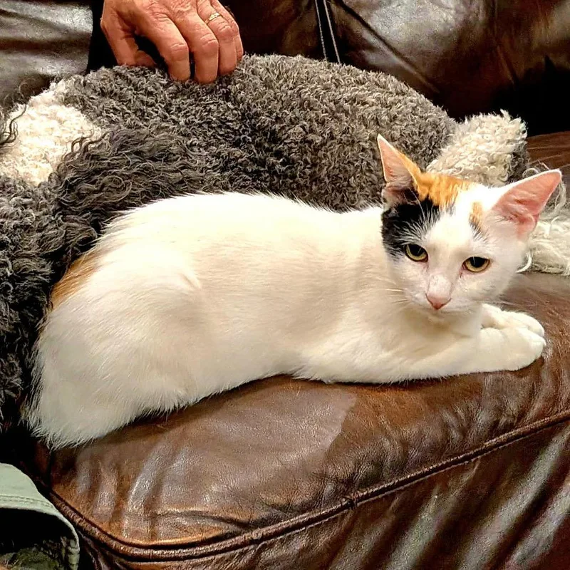 An adult small-sized female Calico Domestic Short Hair cat named Pebbles for adoption in Sequatchie, TN