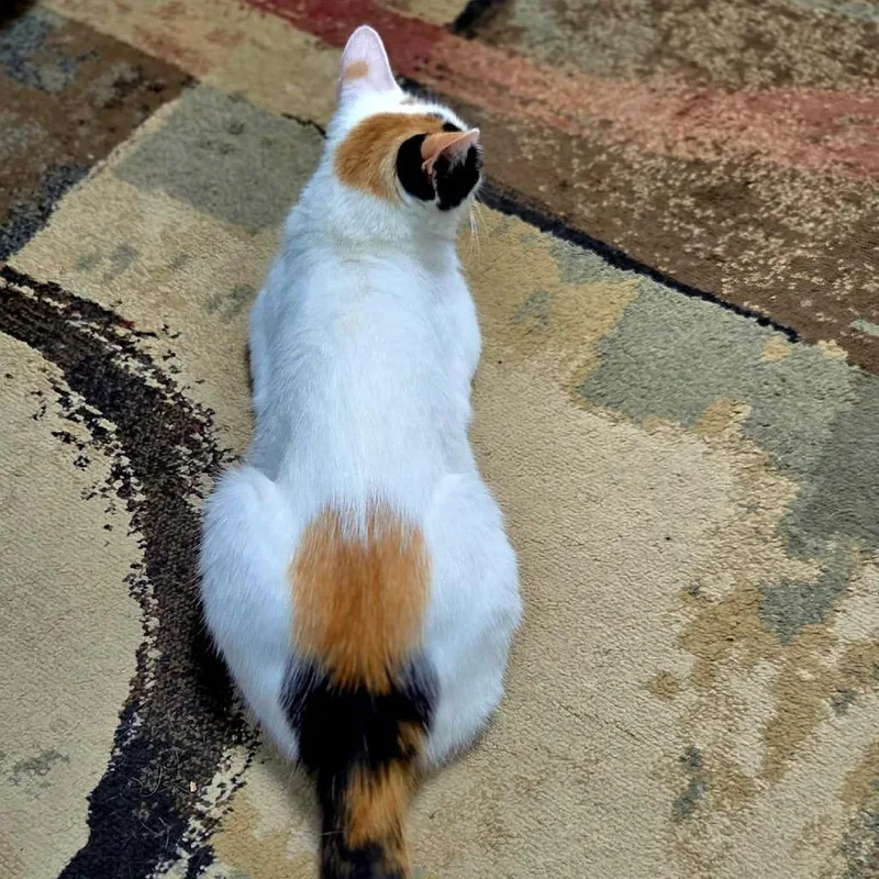 Pebbles thumbnail 6