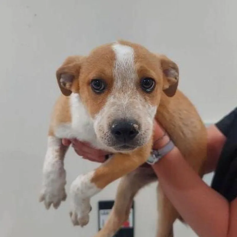 A young medium-sized male Australian Cattle Dog / Blue Heeler dog named Leonardo for adoption in Lake Havasu City, AZ