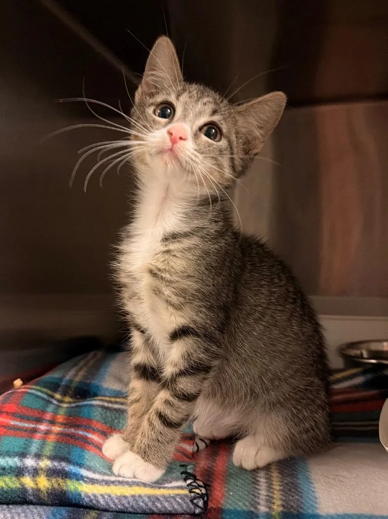 A baby small-sized female Domestic Short Hair cat named Fiora for adoption in Ocala, FL