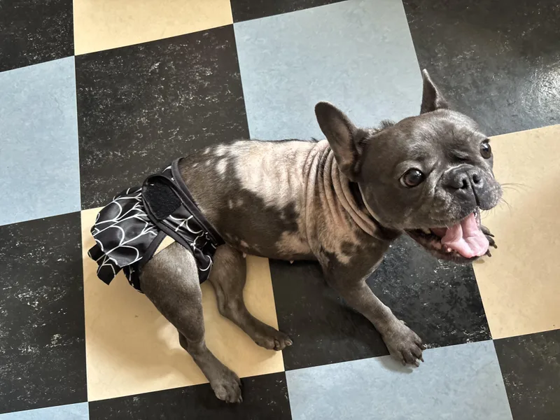 An adult small-sized female Gray / Blue / Silver French Bulldog dog named Triscuit for adoption in New Orleans, LA