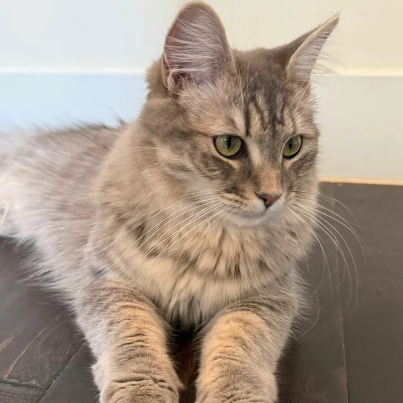 Zelda