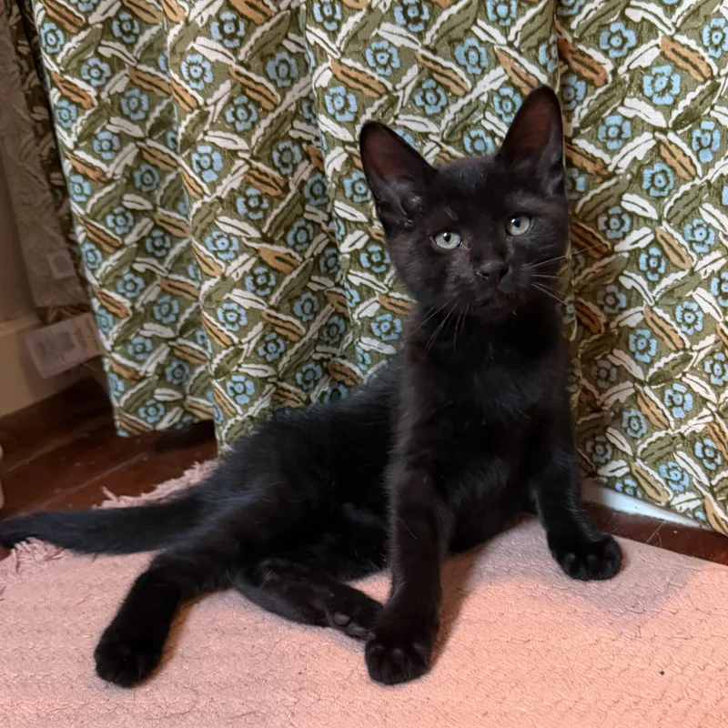 A baby medium-sized male Black Domestic Short Hair cat named Goblin for adoption in Houston, TX