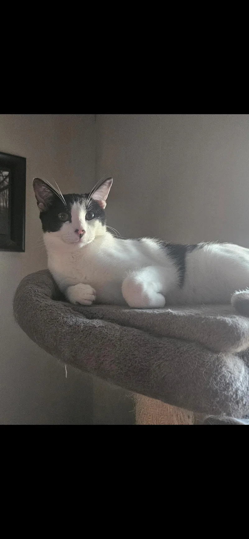 A baby large-sized male Black & White / Tuxedo Domestic Short Hair cat named Frack for adoption in Metairie, LA