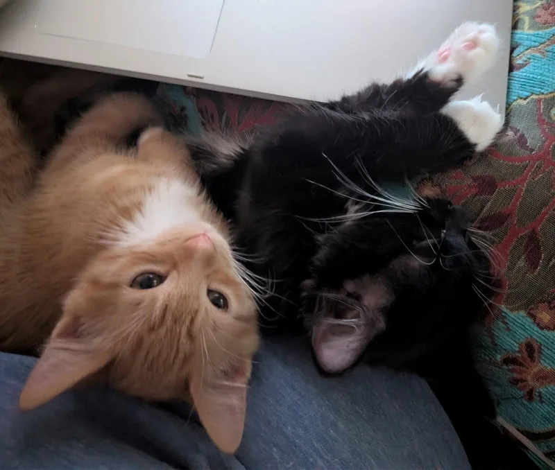 A young medium-sized male Orange / Red Domestic Medium Hair cat named Buddy Brothers Newt and for adoption in Hillsboro, OR