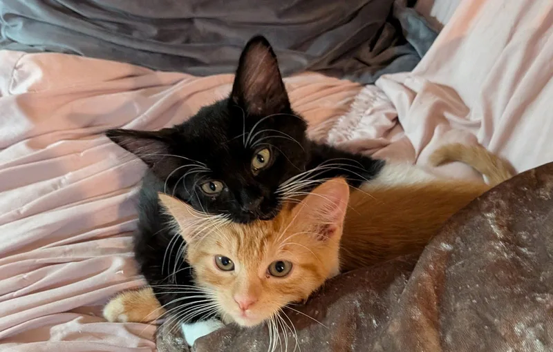 Buddy Brothers Newt and thumbnail 3