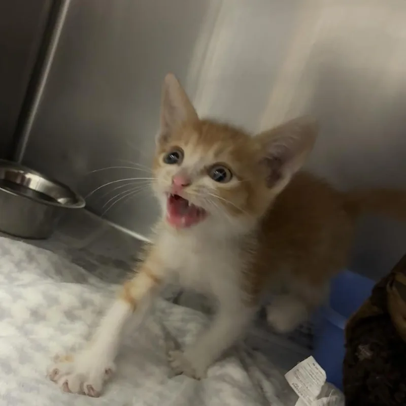 A baby small-sized female Orange / Red Domestic Short Hair cat named Viviana for adoption in Bryan, TX