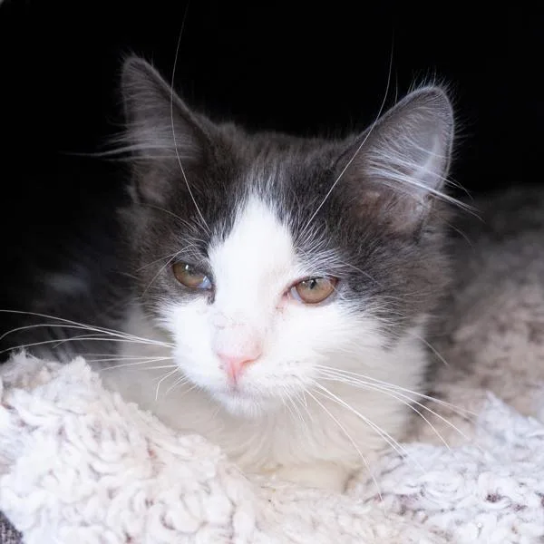 A young medium-sized male Domestic Long Hair cat named Aniko for adoption in Vallejo, CA