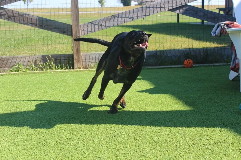 A young large-sized female Hound dog named Flippers for adoption in Chestertown, MD