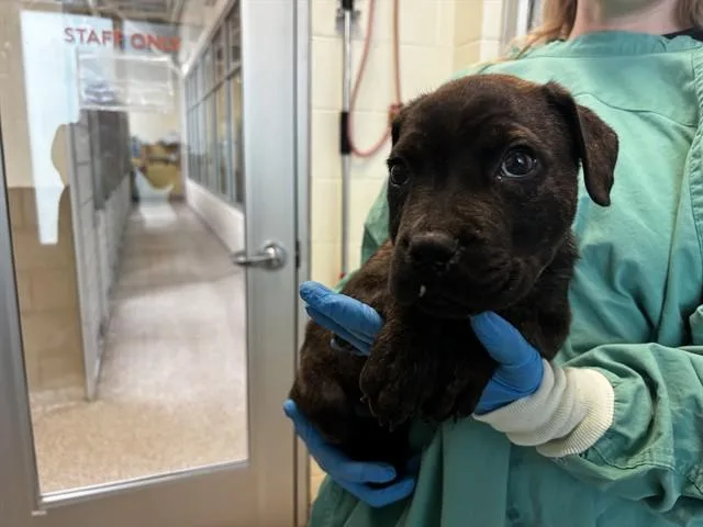 A baby small-sized male Pit Bull Terrier dog named Max for adoption in Colorado Springs, CO