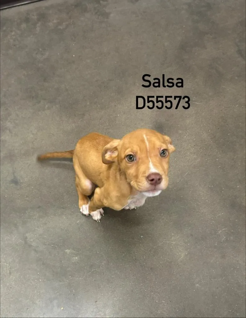 Salsa