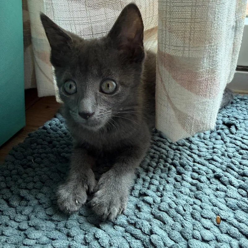 Theodore