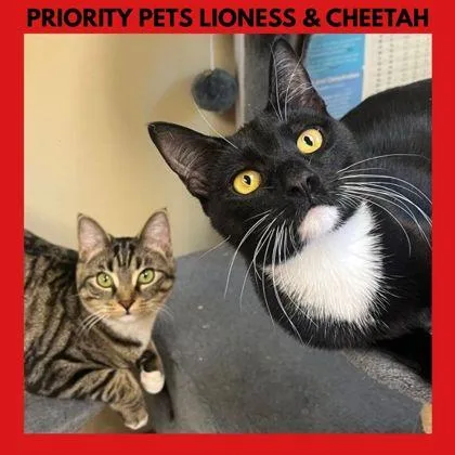 Lioness `a Priority Pet`