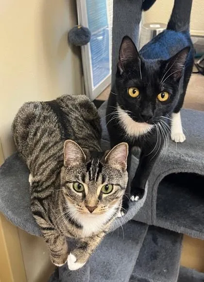 Lioness `a Priority Pet` thumbnail 2