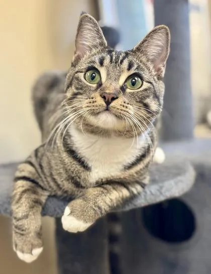 Lioness `a Priority Pet` thumbnail 3