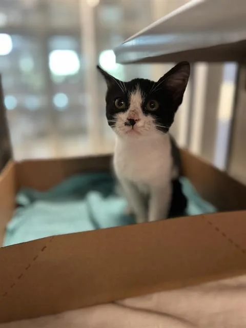 A baby small-sized female Domestic Short Hair cat named Blackey for adoption in Baytown, TX