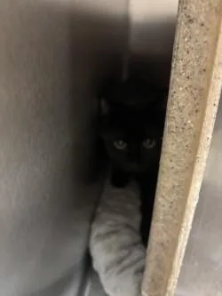 A baby medium-sized female Domestic Short Hair cat named Nikita for adoption in Longmont, CO