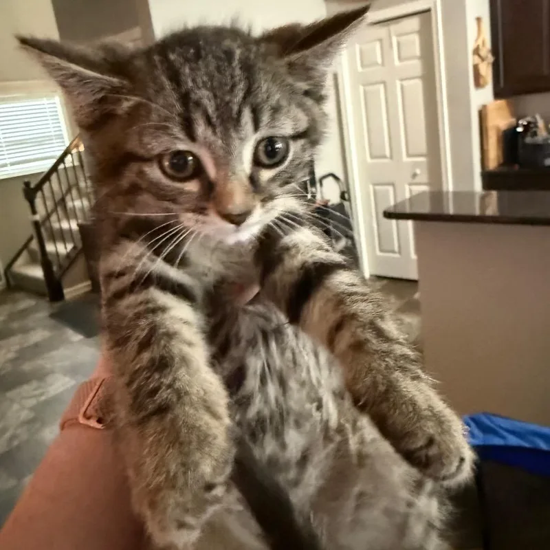 A baby small-sized male Brown / Chocolate Domestic Short Hair cat named Bolt for adoption in Irwin, PA