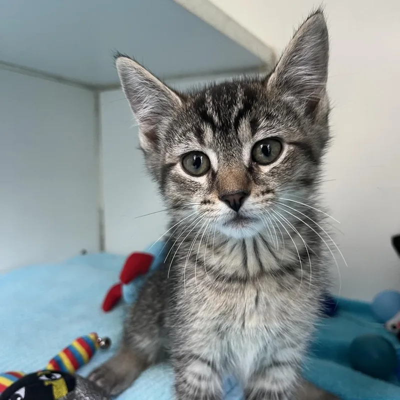 A baby small-sized female Brown / Chocolate Domestic Short Hair cat named Orbit for adoption in Newark, NJ
