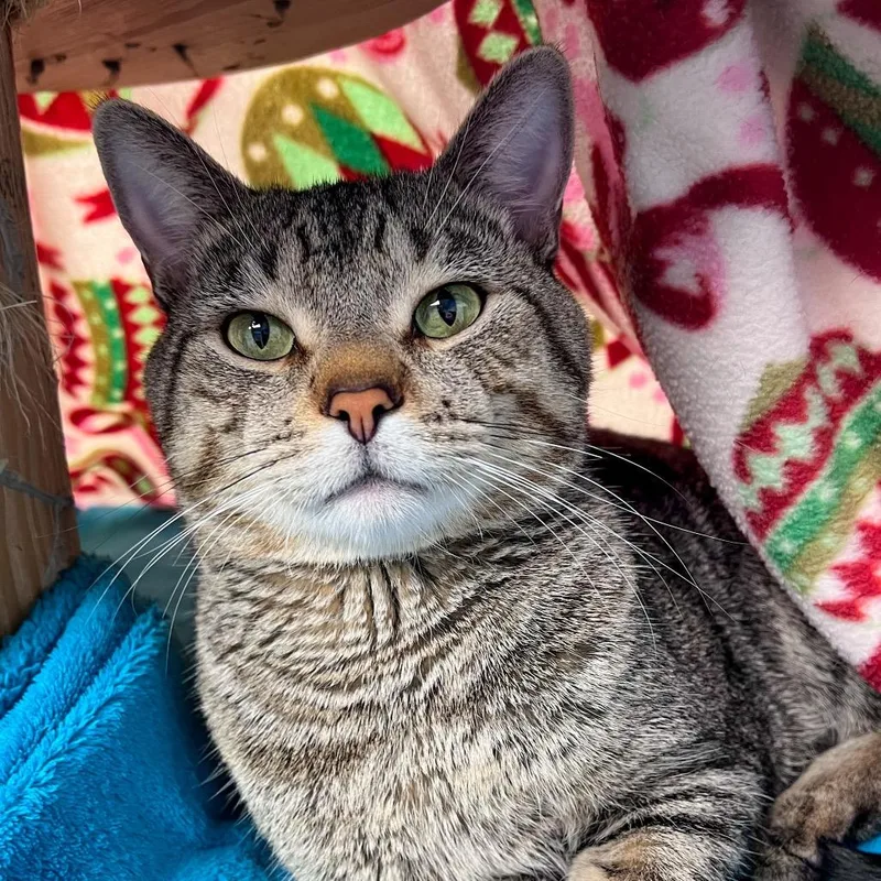 A young small-sized male Brown / Chocolate Domestic Short Hair cat named Trevor for adoption in Arlington Heights, IL