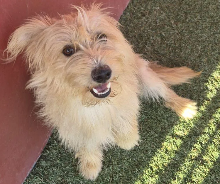 An adult small-sized male Apricot / Beige Cairn Terrier dog named Alex for adoption in Carrollton, TX