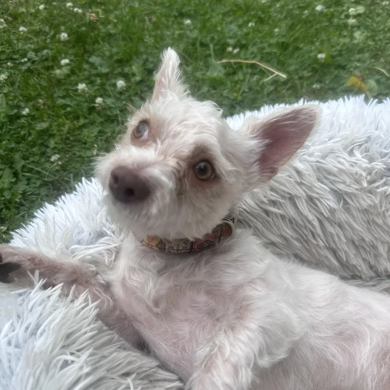 A young small-sized male Wirehaired Terrier dog named Romeo for adoption in Pleasant Valley, NY