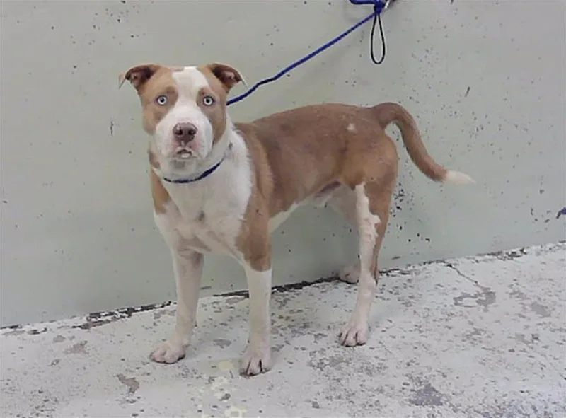 A young large-sized male Staffordshire Bull Terrier dog named Davey for adoption in Houston, TX