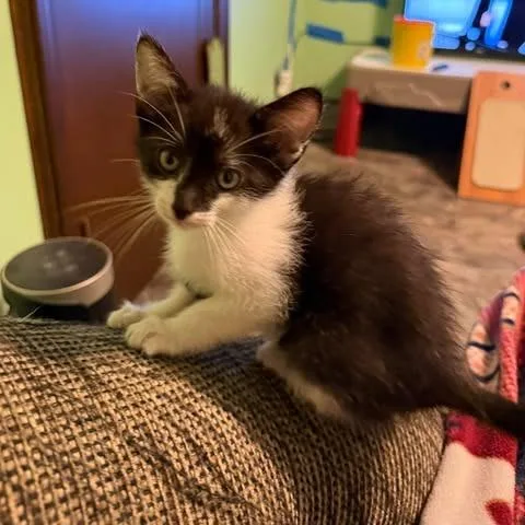 A baby small-sized female Domestic Short Hair cat named Flauta for adoption in West Olive, MI