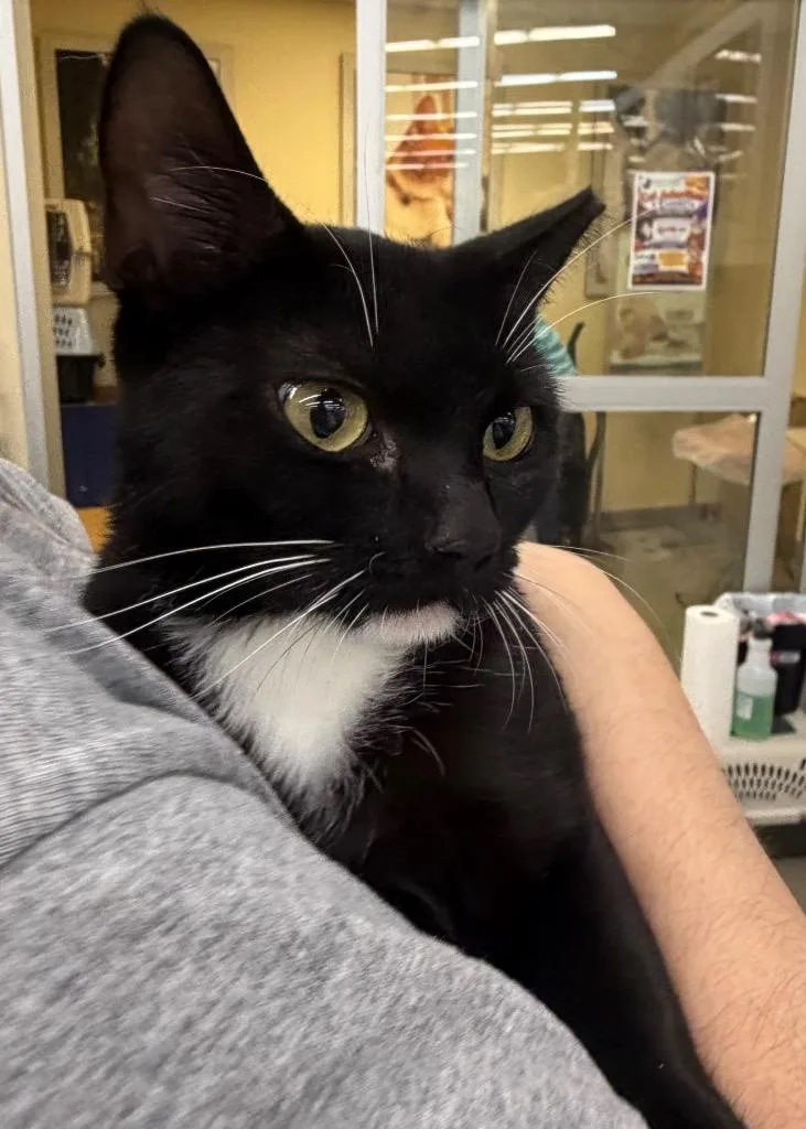 A baby medium-sized female Domestic Short Hair cat named Kalia for adoption in Fort Oglethorpe, GA