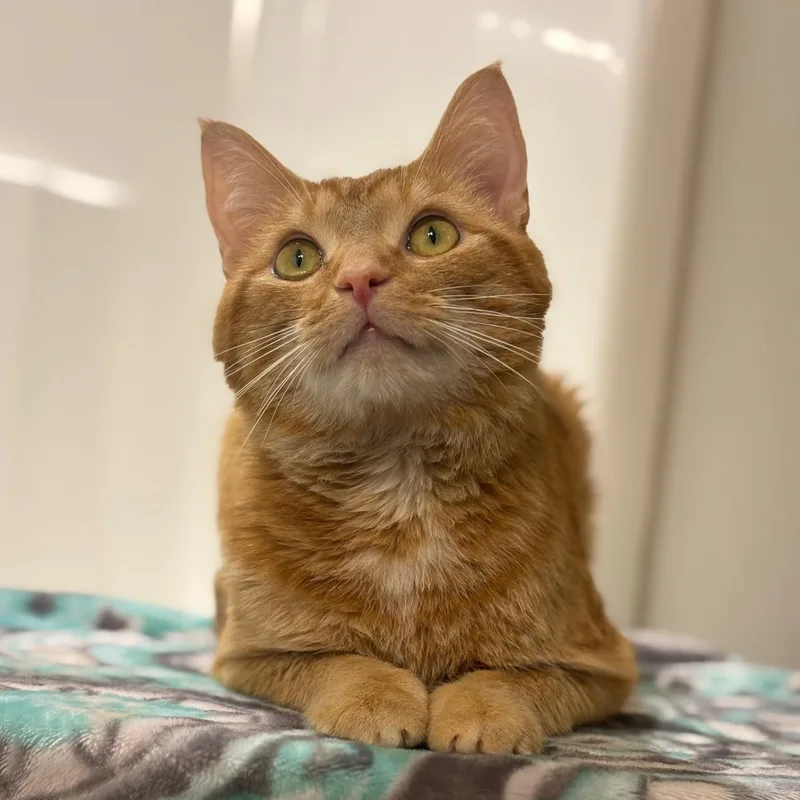 An adult medium-sized male Tabby (Brown / Chocolate) Domestic Short Hair cat named Riley for adoption in North Huntingdon, PA