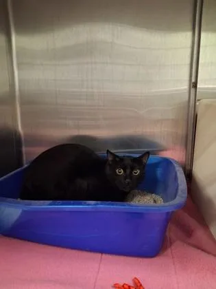 A baby medium-sized male Domestic Short Hair cat named Shadow for adoption in Picayune, MS